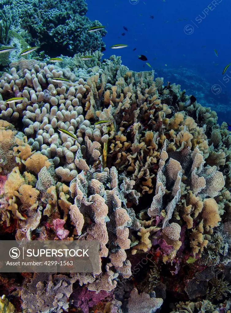 Reefscape healthy and colorful colony of hard corals at Chinchorro Bank, Caribbean Sea, Mexico
