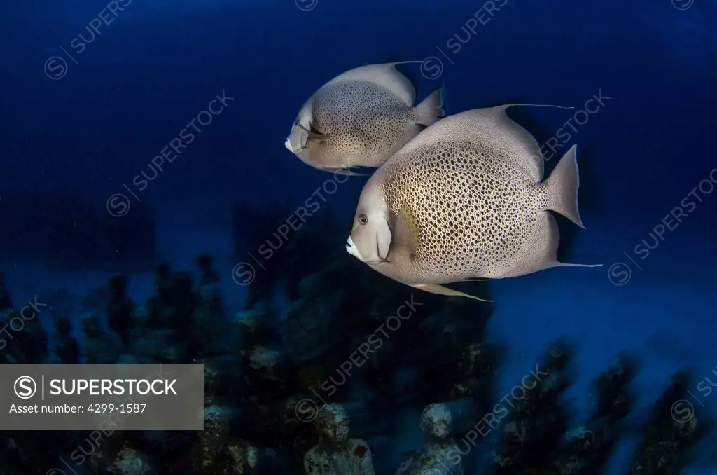 Two Gray Angelfish (Pomacanthus arcuatus) underwater, Isla Mujeres, Quintana Roo, Mexico