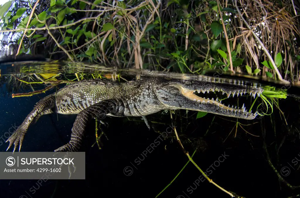 Morelet's crocodile (Crocodylus moreletii) in carwash cenote, Tulum, Riviera Maya, Yucatan Peninsula, Mexico