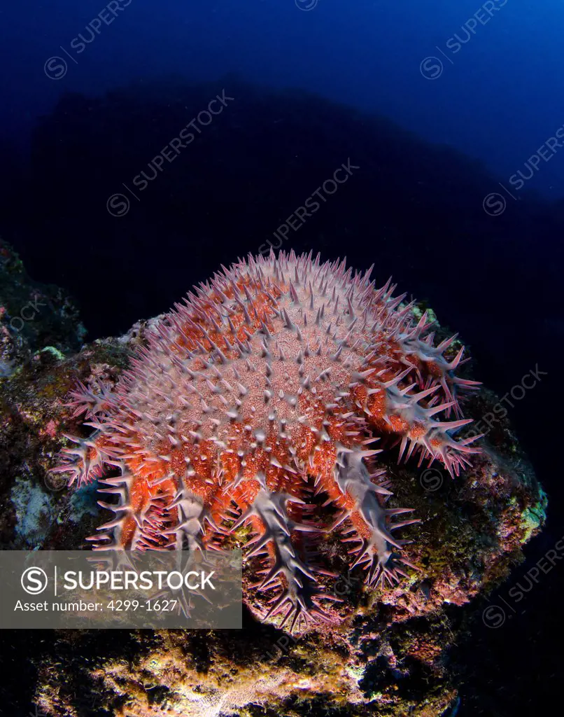 Crown of Thorns starfish (Acanthaster planci) at Socorro Island, Revillagigedos Islands, Mexico