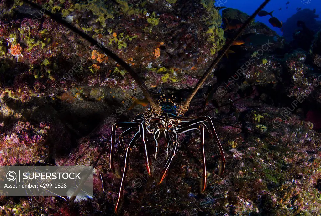 California spiny lobster (Panulirus interruptus) at Socorro Island, Revillagigedos Islands, Mexico