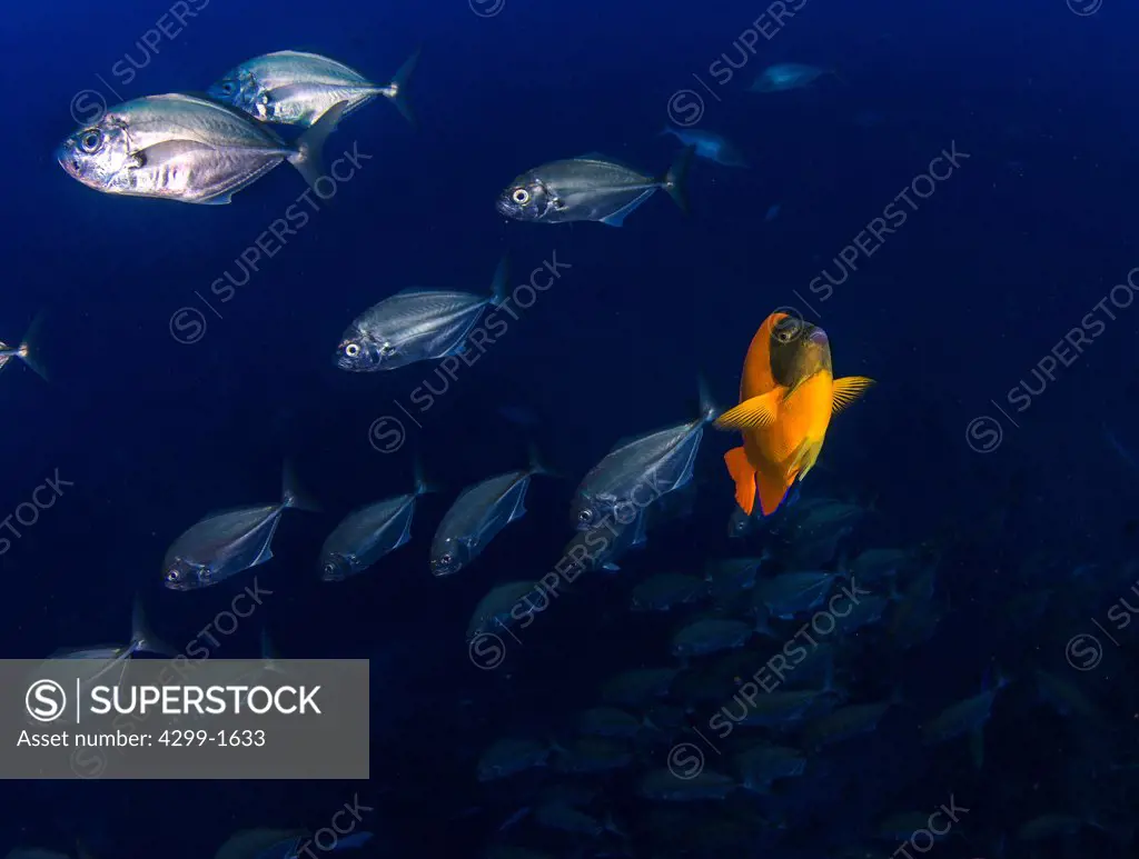 School of Whitemouth jacks (Uraspis helvola) swimming underwater with Clarion Angelfish (Holocanthus clarionensis) in between, San Benedicto Island, Revillagigedo Islands, Manzanillo, Colima, Mexico