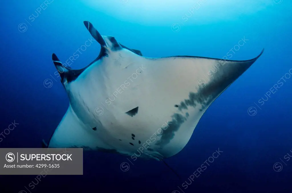 Giant Oceanic Manta Ray (Manta birostris ) swimming underwater, Socorro Island, Revillagigedo Islands, Manzanillo, Colima, Mexico