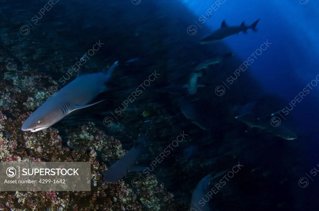 Whitetip reef shark (Triaenodon obesus) swimming at Roca Partida island, Revillagigedos Islands, Mexico