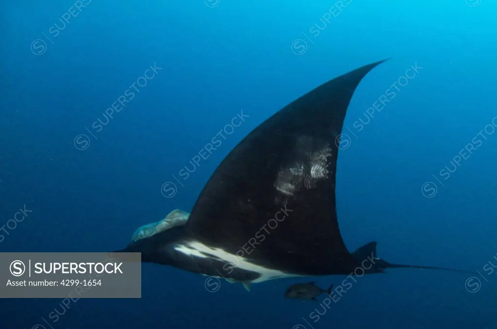 Giant Oceanic Manta Ray (Manta birostris ) swimming underwater, Socorro Island, Revillagigedo Islands, Manzanillo, Colima, Mexico