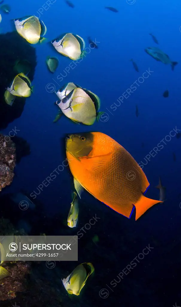 Clarion Angelfish (Holocanthus clarionensis) at a cleaning station surrounded by school of Blacknosed Butterflyfish (Johnrandallia nigrirostris) , Socorro Island, Revillagigedo Islands, Manzanillo, Colima, Mexico