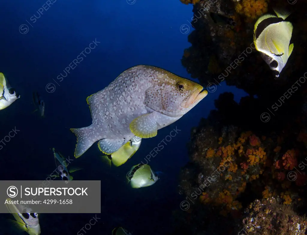 Leather grouper (Dermatolepis dermatolepis) in cleaning station surrounded by cleaning Buttleflyfish at Socorro Island, Revillagigedos Islands, Mexico