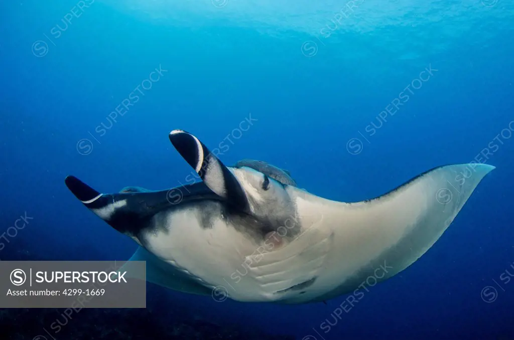 Manta ray (Manta birostris) swimming in blue water at Socorro Island, Revillagigedos Islands, Mexico