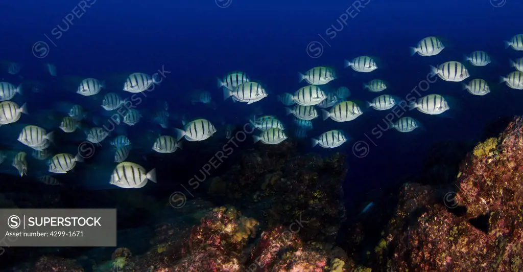 School of Convict Surgeonfish (Acanthurus triostegus) swimming underwater, Socorro Island, Revillagigedo Islands, Manzanillo, Colima, Mexico
