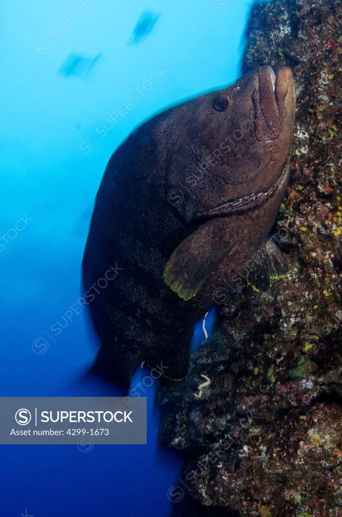 Leather grouper (Dermatolepis dermatolepis) at cleaning station, Socorro Island, Revillagigedos Islands, Mexico