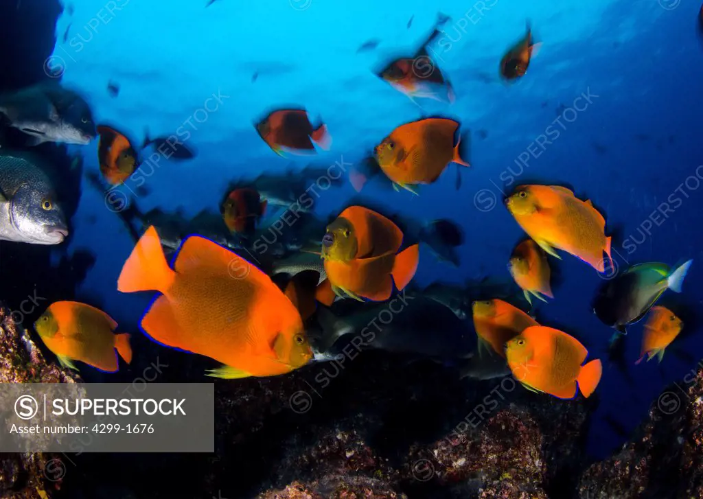 Clarion Angelfish (Holocanthus clarionensis) at a cleaning station, Socorro Island, Revillagigedo Islands, Manzanillo, Colima, Mexico