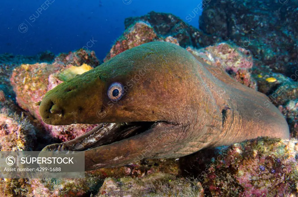 Moray eel at San Benedicto island, Revillagigedos Islands, Mexico