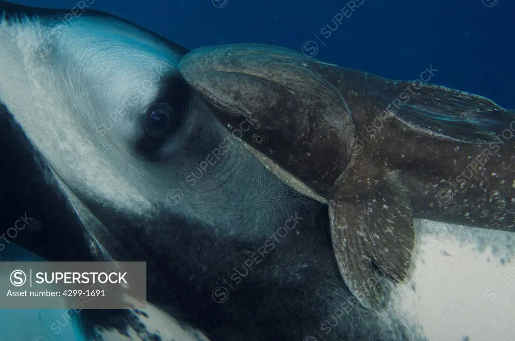 Giant Oceanic Manta Ray (Manta birostris) and Remora underwater, San benedicto Island, Revillagigedo Islands, Manzanillo, Colima, Mexico