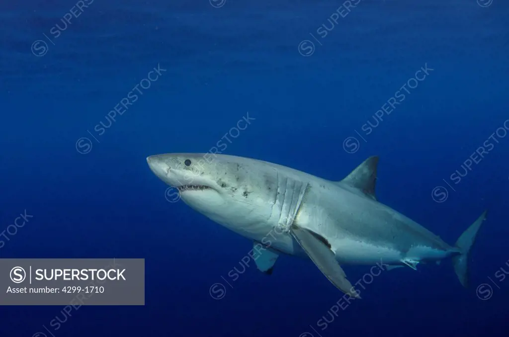 Great white shark (Carcharodon carcharias) swimming in blue waters near Guadalupe Island, Baja California, Mexico