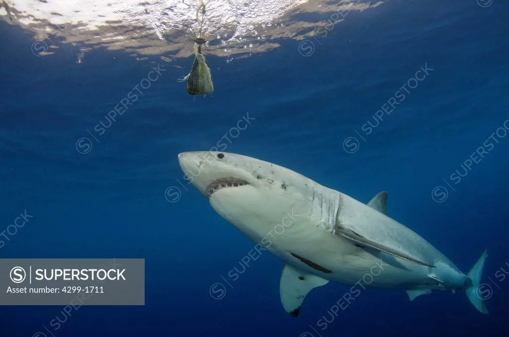 Great white shark (Carcharodon carcharias) catching the bait in blue waters near Guadalupe Island, Baja California, Mexico