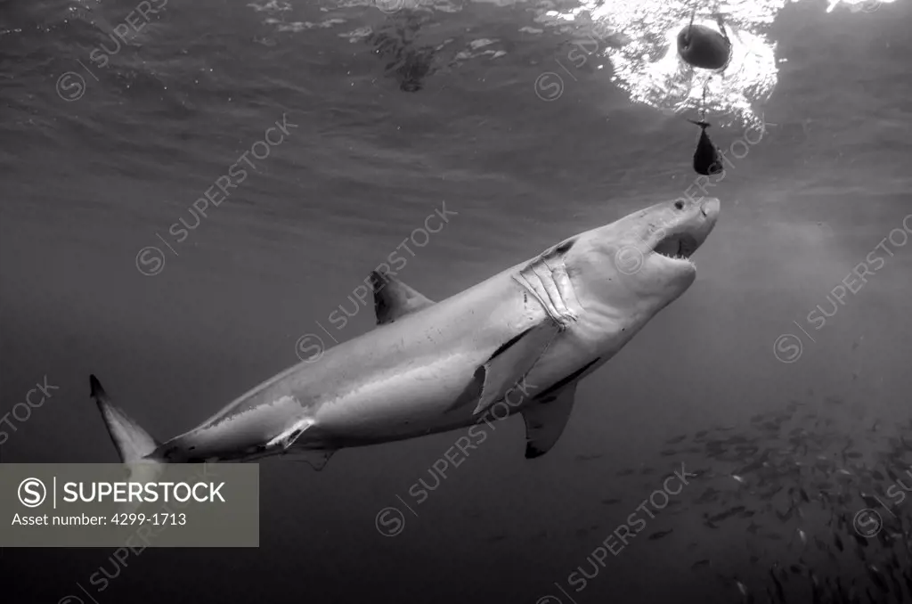 Great White Shark (Carcharodon carcharias) swimming underwater and almost biting the bait, Guadalupe Island, Baja California, Mexico