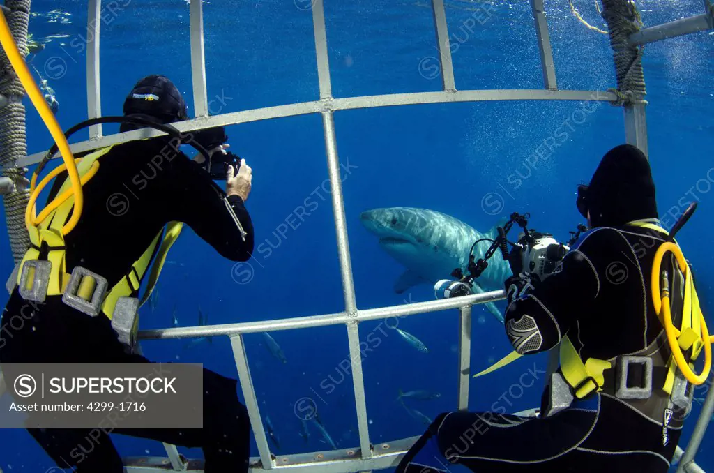 Two scuba divers photographing a Great White Shark (Carcharodon carcharias) inside a cage underwater, Guadalupe Island, Baja California, Mexico