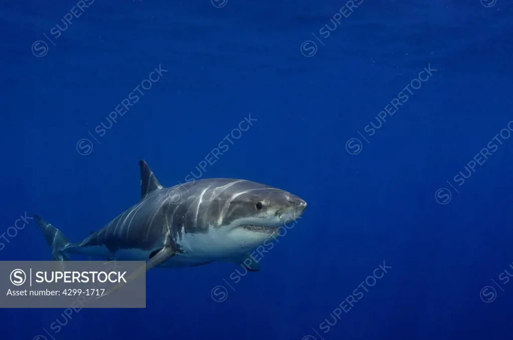 Great white shark (Carcharodon carcharias) swimming in blue waters near Guadalupe Island, Baja California, Mexico