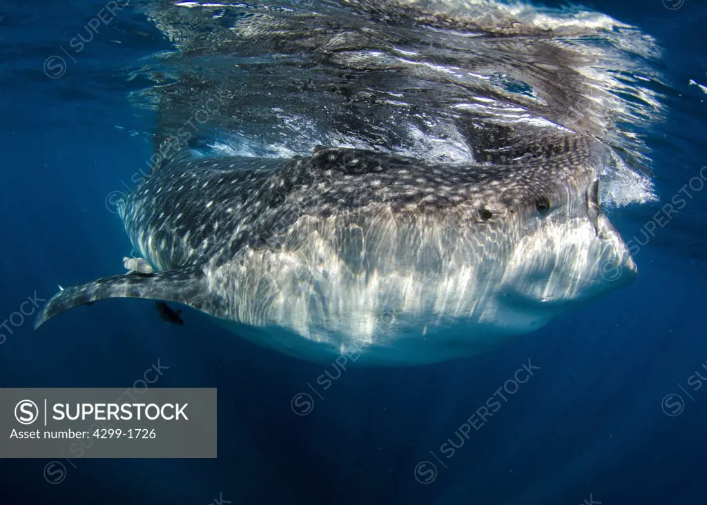 Whale shark (Rhincodon typus) feeding near surface at Isla Mujeres, Quintana Roo, Yucatan Peninsula, Mexico