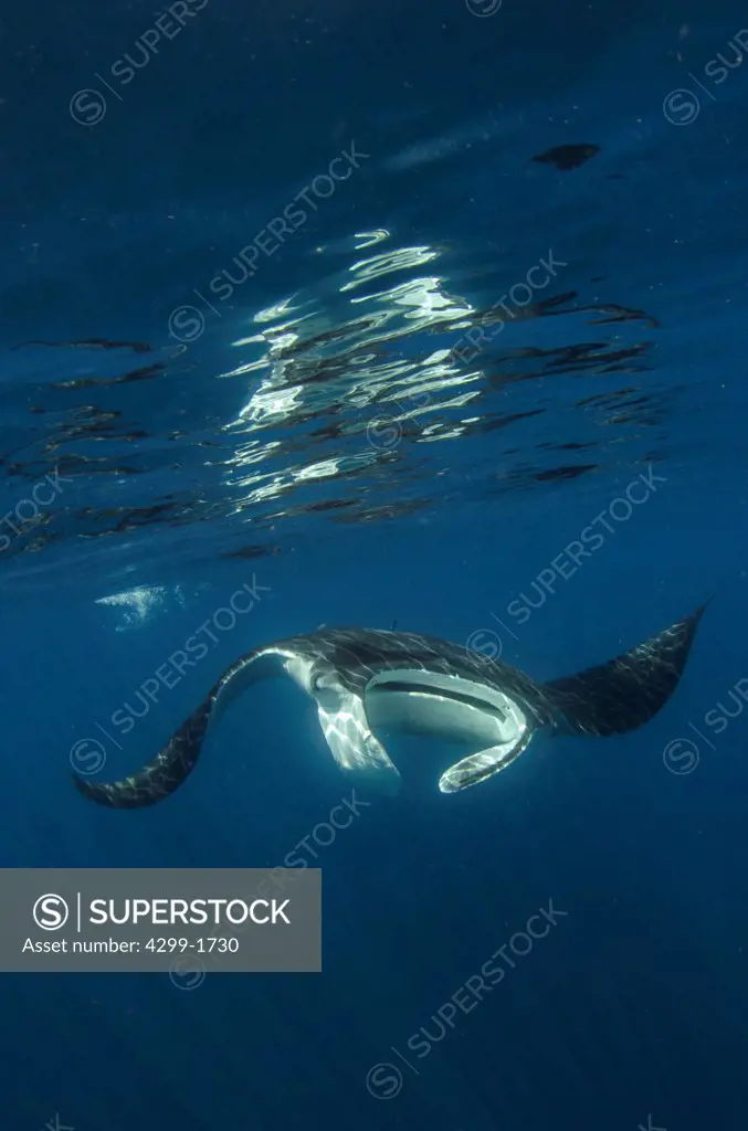 Giant manta ray (Manta birostris) swimming and feeding at surface, Isla Mujeres, Quintana Roo, Yucatan Peninsula, Mexico