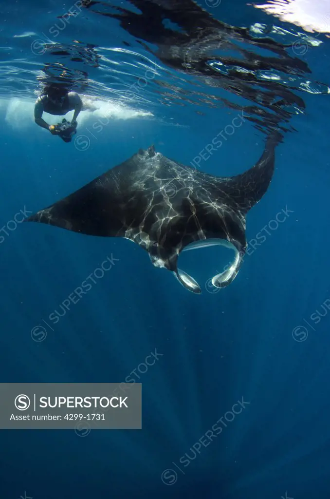 Giant Oceanic Manta Ray (Manta birostris ) swimming underwater, Isla Mujeres, Quintana Roo, Mexico