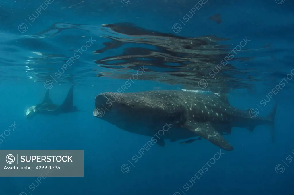 Whale Shark (Rhincodon typus) and Giant Oceanic Manta Ray (Manta birostris ) feeding underwater, Isla Mujeres, Quintana Roo, Mexico
