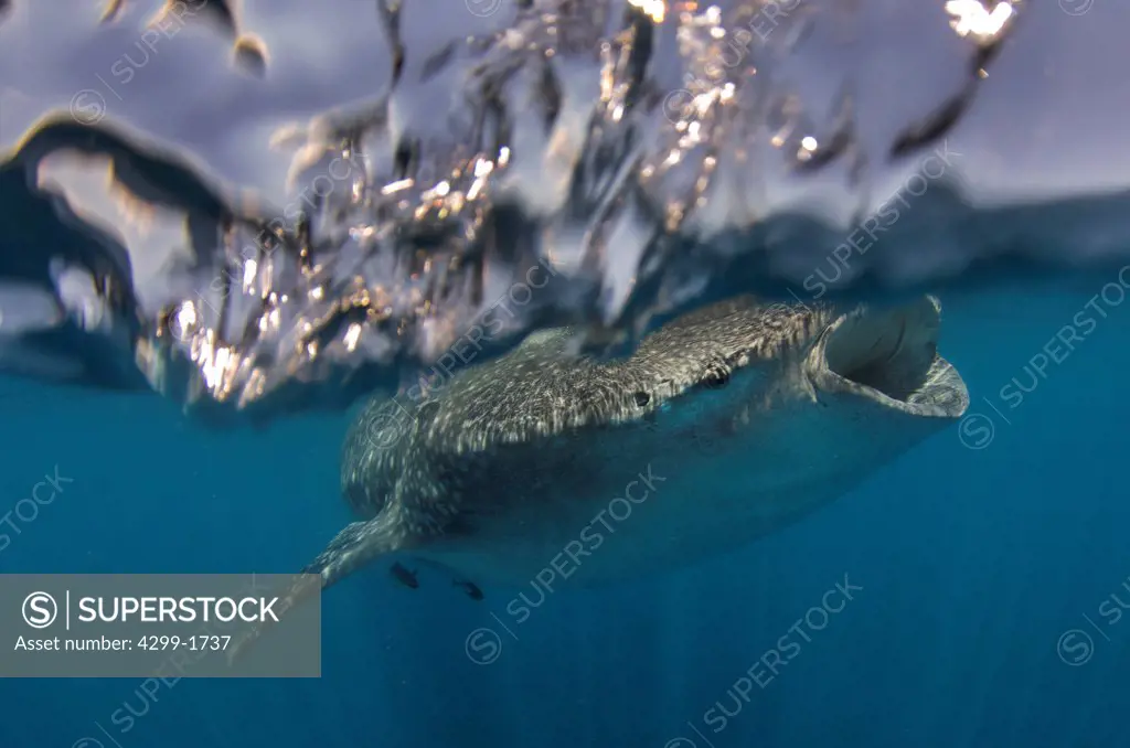 Whale shark (Rhincodon typus) feeding near surface at Isla Mujeres, Quintana Roo, Yucatan Peninsula, Mexico