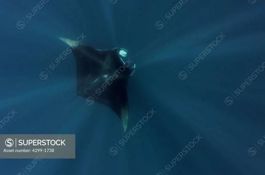 Giant manta ray (Manta birostris) swimming through sunbeams in blue water, Isla Mujeres, Quintana Roo, Yucatan Peninsula, Mexico