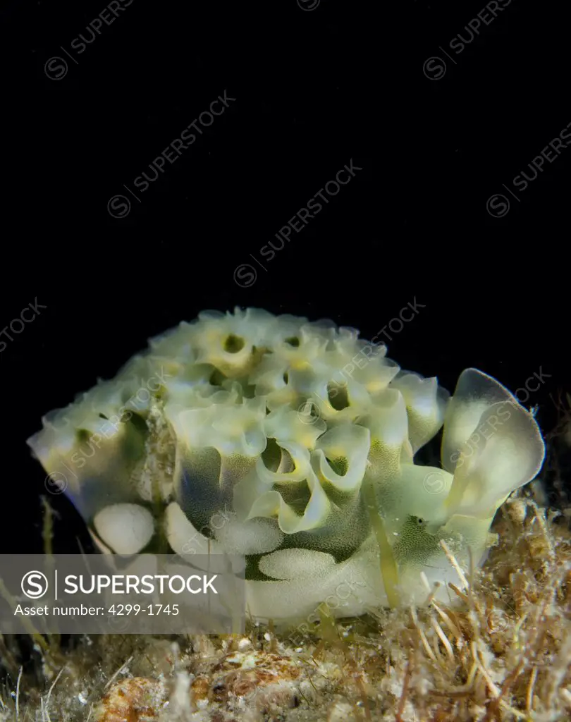 Lettuce nudibranch (Elysia crispata) Veracruz reef, Gulf of Mexico, Mexico
