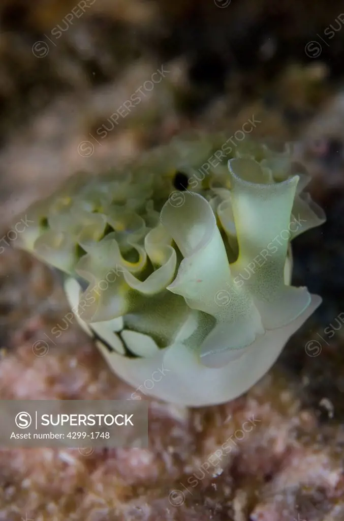 Lettuce nudibranch (Elysia crispata) Veracruz reef, Gulf of Mexico, Mexico