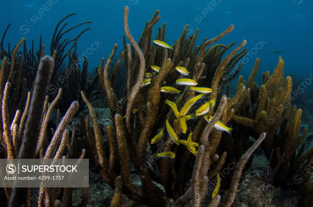 School of young Wrasse fish around Porous Sea Rod (Pseudoplexaura porosa) at coral garden underwater, Veracruz, Gulf of Mexico, Mexico