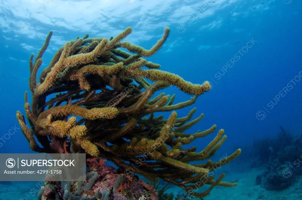 Porous sea rod (Pseudoplexaura porosa) coral reef garden in Veracruz, Gulf of Mexico, Mexico