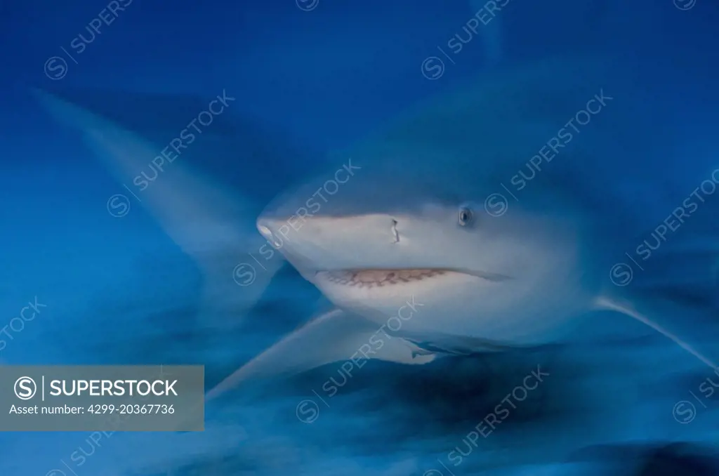 female Bull shark, Carcharhinus leucas, portrait near Playa Del Carmen, Mexico at the Caribbean sea