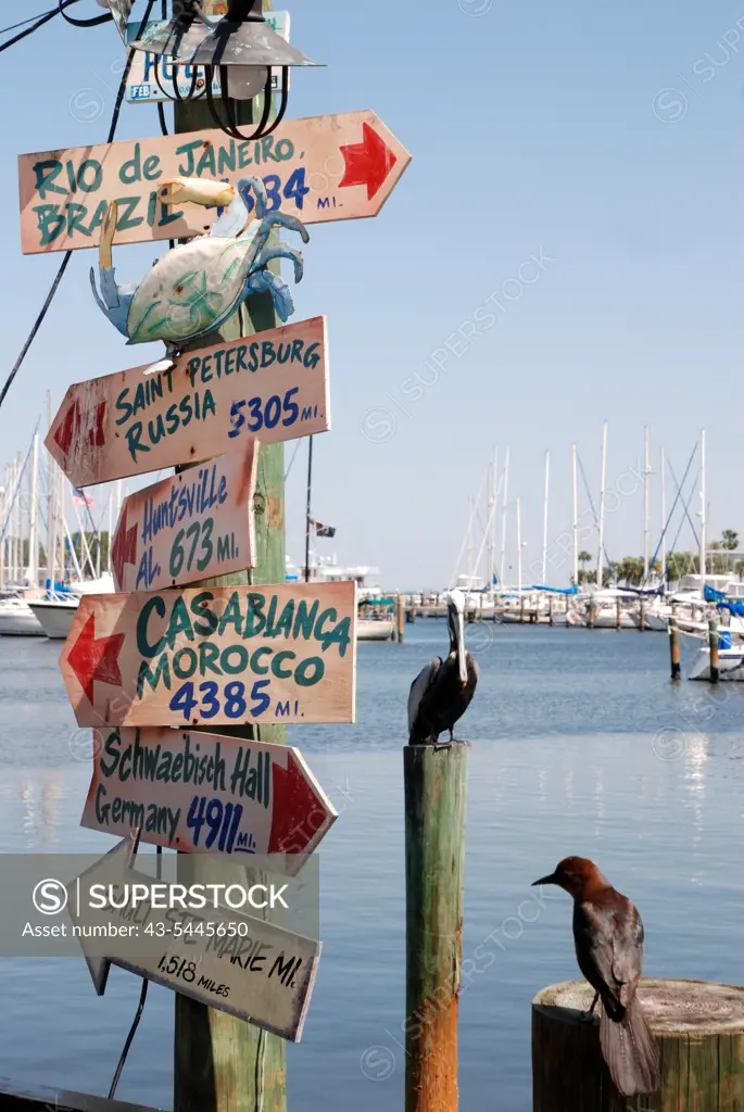 USA, Florida, St Petersburg, Harbor Birds And Distance Signs