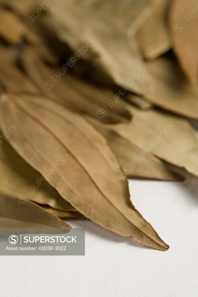Group of bay leaves