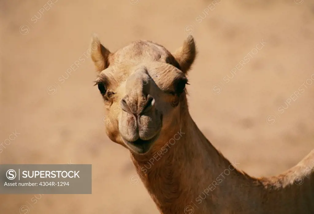 UAE-Dubai - camel