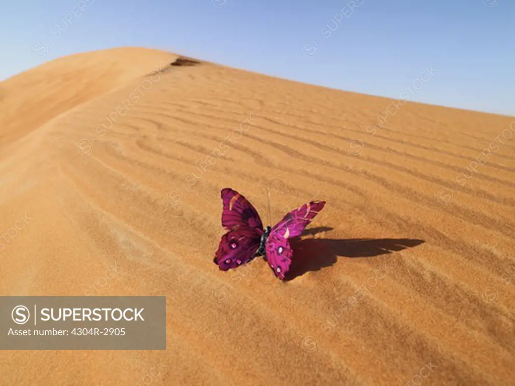 Butterfly at the desert.