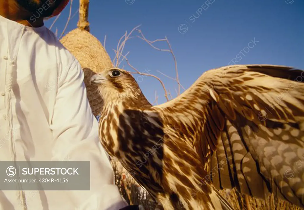 Arab man with a falcon