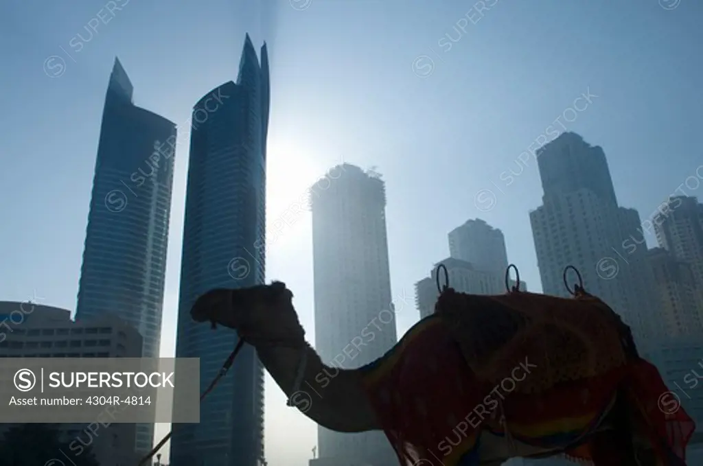 camel standing, towers seen through the mist in the background