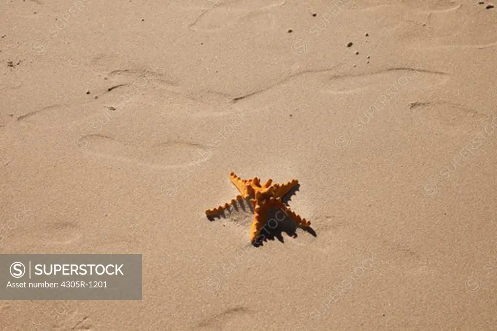 Starfish on sand by the beach.