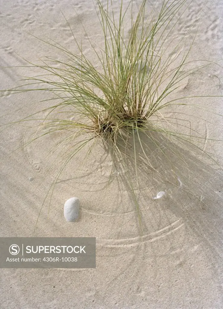A tuft of grass in the sand.