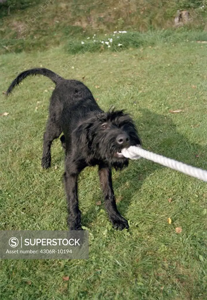 A Giant Schnauzer puppy pulling a rope.