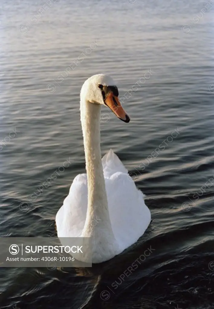 A swan, close-up.