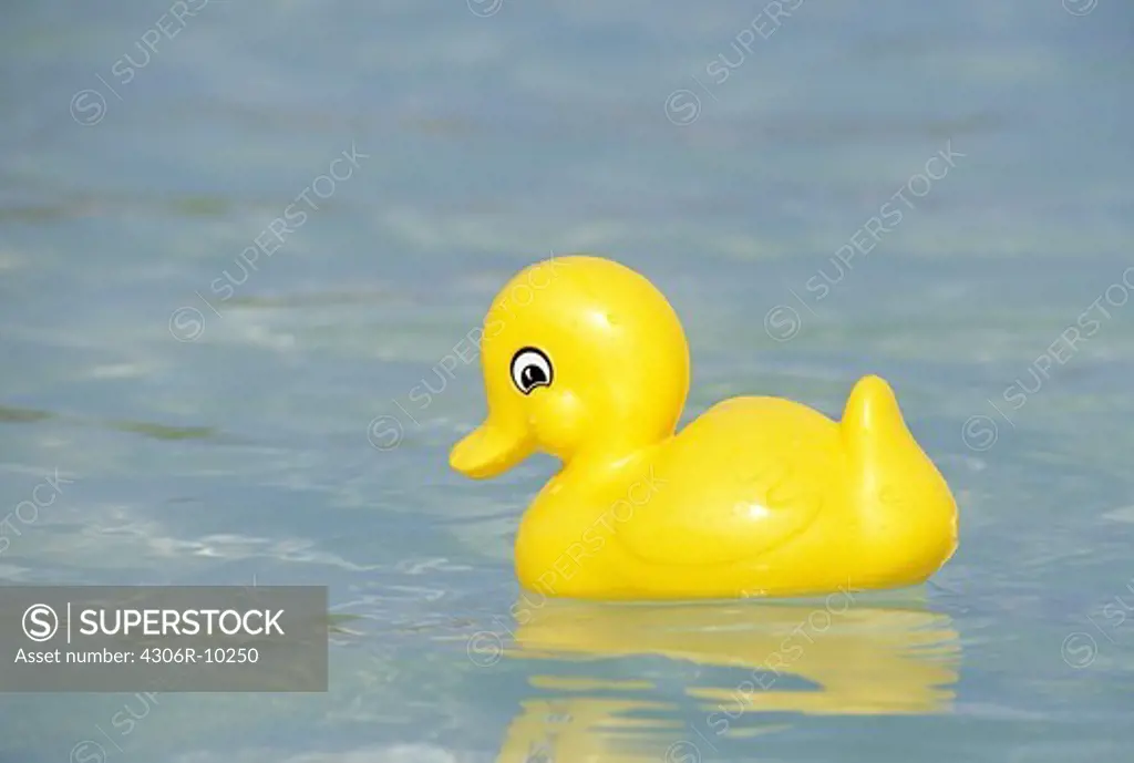 A rubber duck swimming in the ocean.