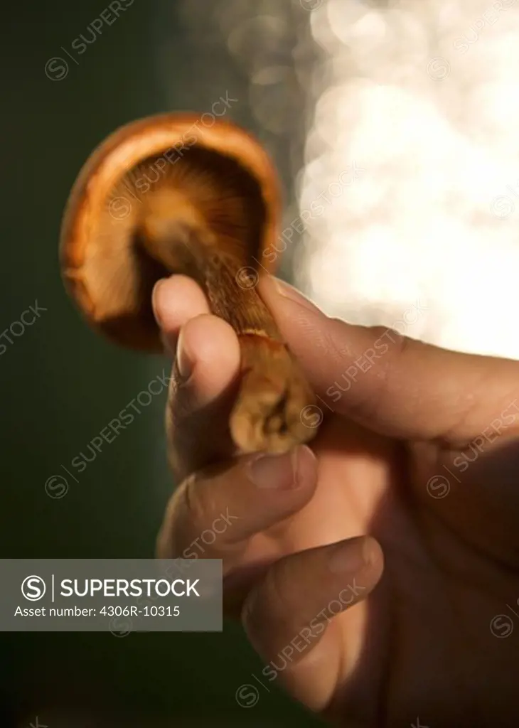 A hand holding a mushroom.