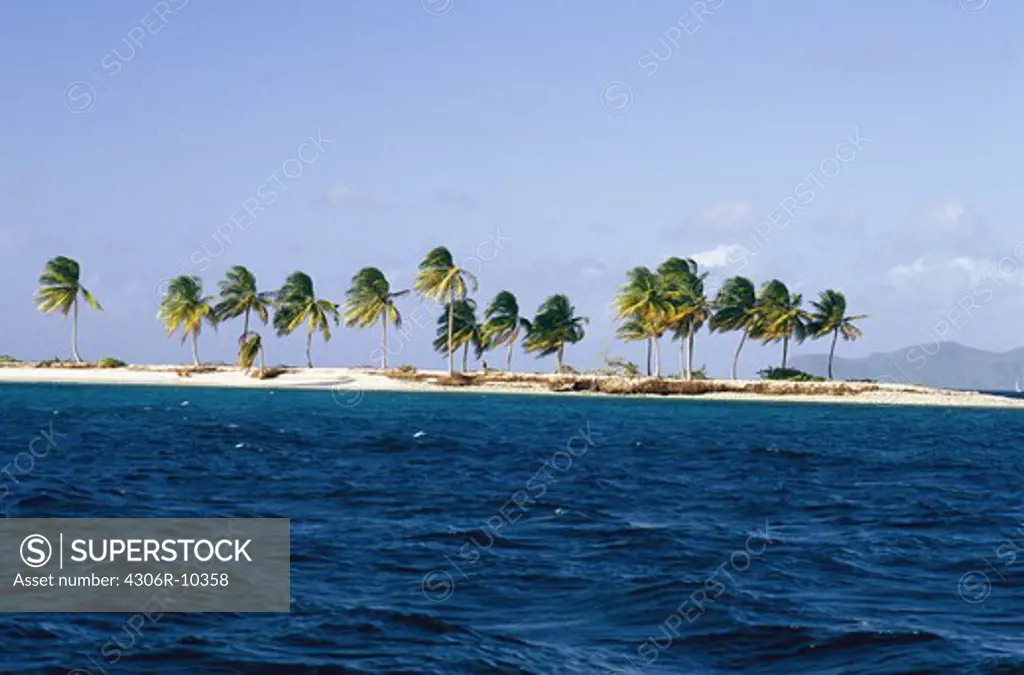 Palm trees on an island, West Indies.