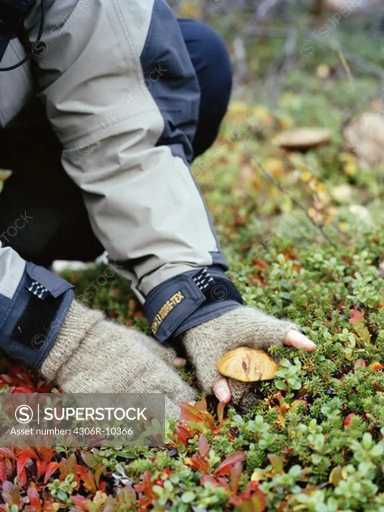 Picking mushrooms in the forest, Sweden.