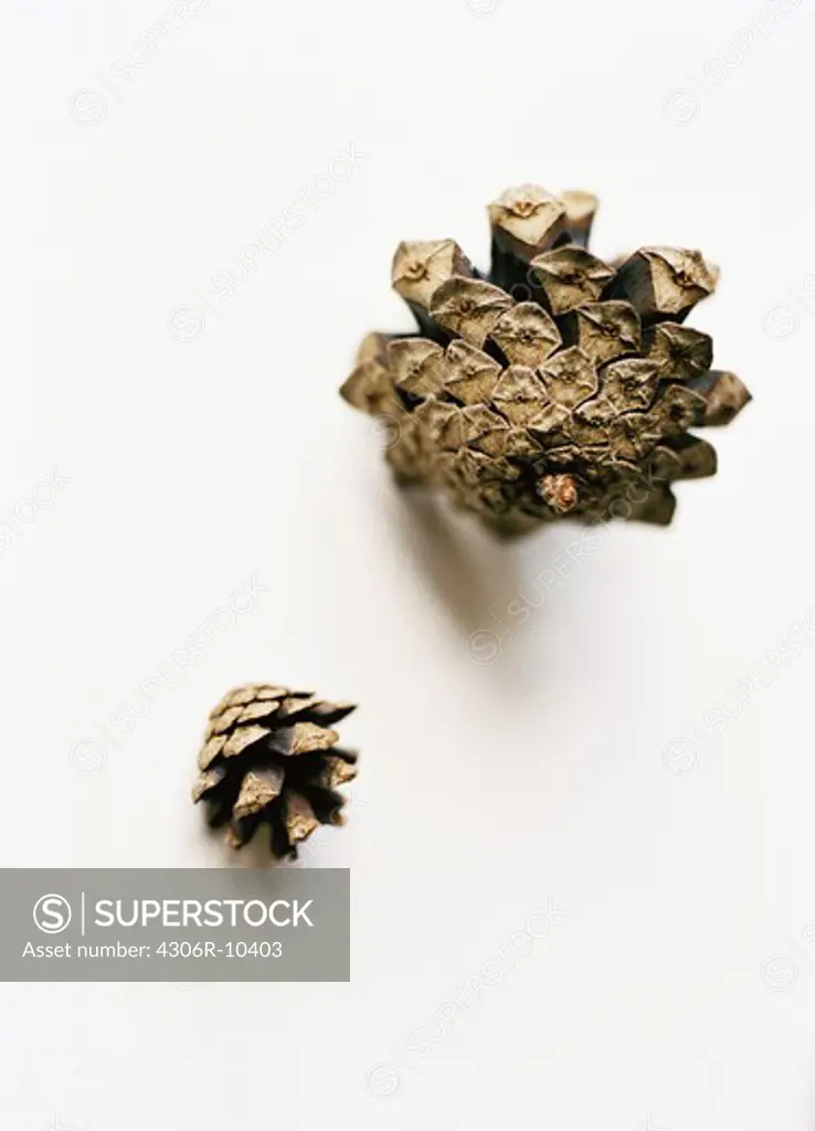 A small and a large pine-cone.