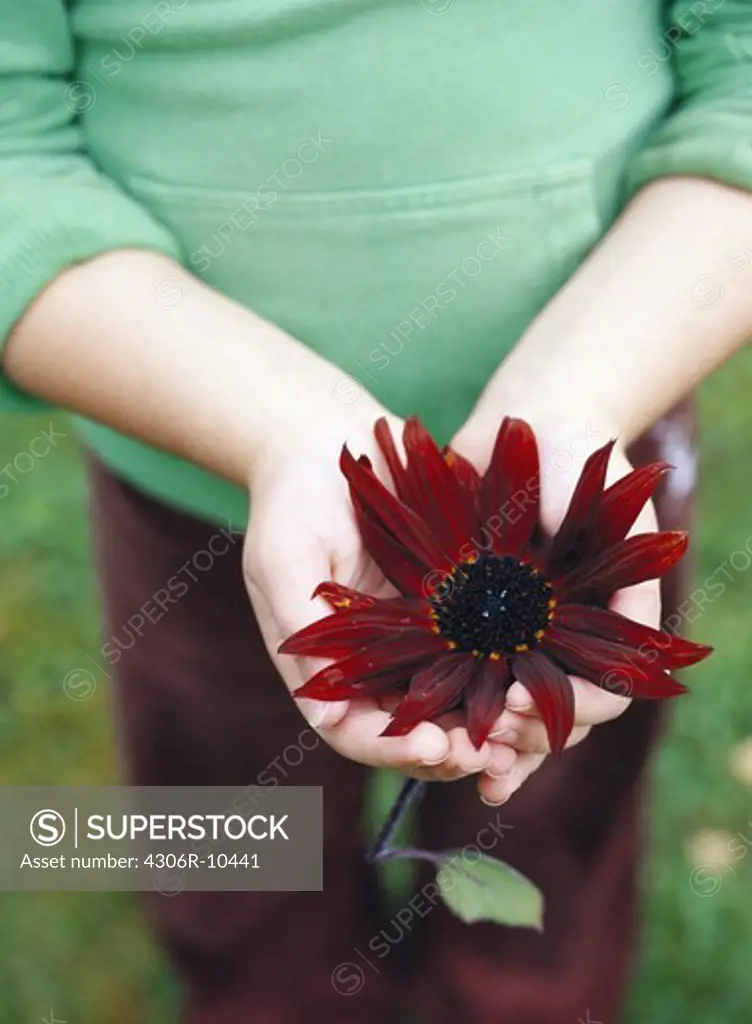 A pair of hands holding a red flower, Sweden.
