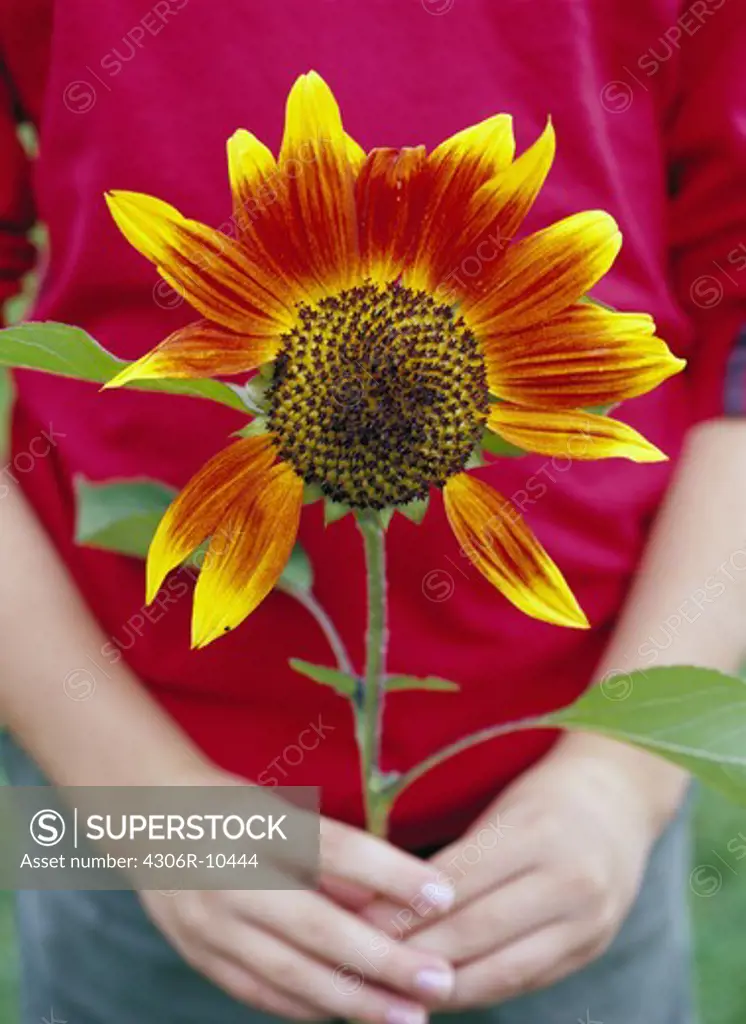 Pair of hands holding sunflower, Sweden.